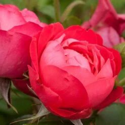 Oso Easy Double Red® Rose -Great Garden Plants 571 2178 popup