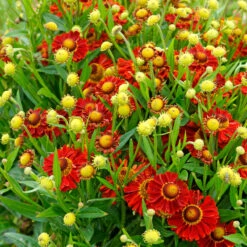 Mariachi™ 'Bandera' Helenium