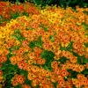 Mariachi™ 'Fuego' Helenium -Great Garden Plants 574 Helenium fuego 1