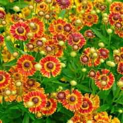 Mariachi™ 'Fuego' Helenium -Great Garden Plants 574 Helenium fuego 3