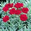 'Frosty Fire' Dianthus -Great Garden Plants 576 2221 popup sw