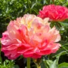 'Coral Sunset' Peony -Great Garden Plants 577 Paeonia coral sunset 1