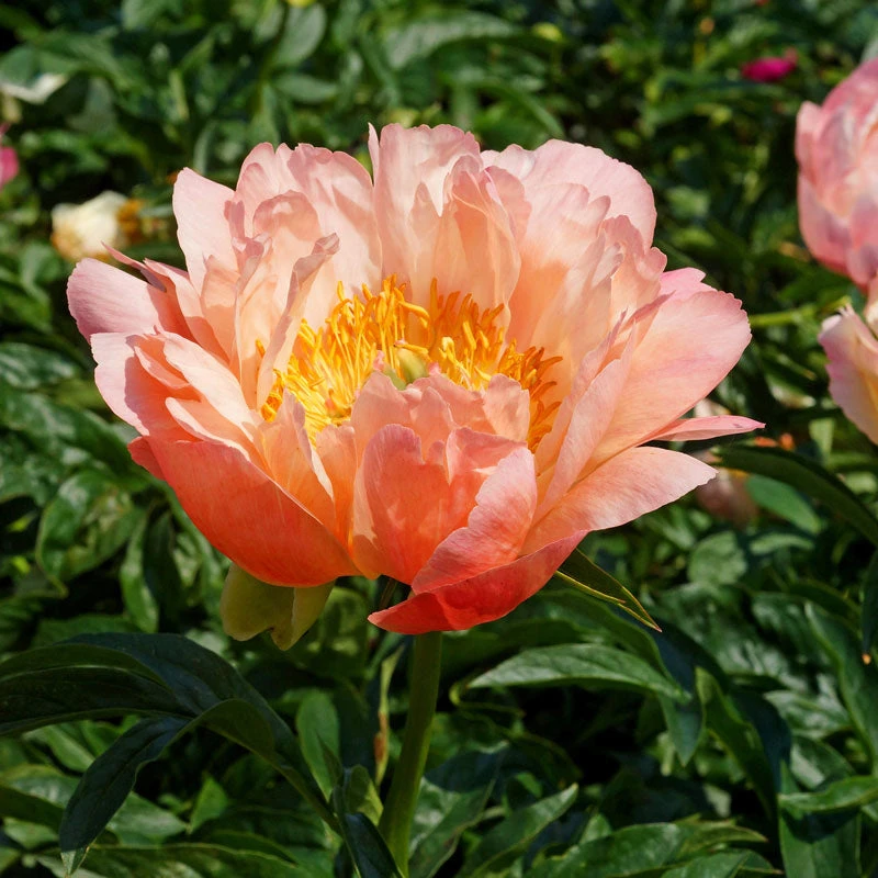 'Coral Sunset' Peony 4 'Coral Sunset' Peony - Image 2