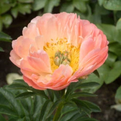 'Coral Sunset' Peony 10 'Coral Sunset' Peony -Great Garden Plants 577 Paeonia coral sunset 3