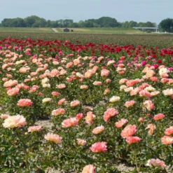 'Coral Sunset' Peony 11 'Coral Sunset' Peony -Great Garden Plants 577 Paeonia coral sunset 4