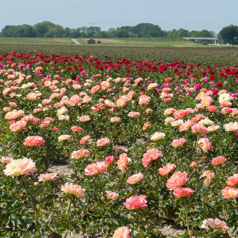 'Coral Sunset' Peony 6 'Coral Sunset' Peony - Image 4