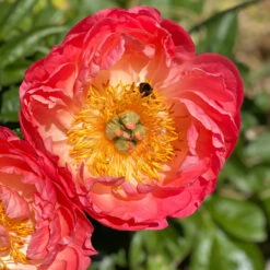'Coral Sunset' Peony 12 'Coral Sunset' Peony -Great Garden Plants 577 Paeonia coral sunset 5