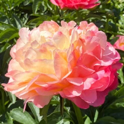 'Coral Sunset' Peony 13 'Coral Sunset' Peony -Great Garden Plants 577 Paeonia coral sunset 6