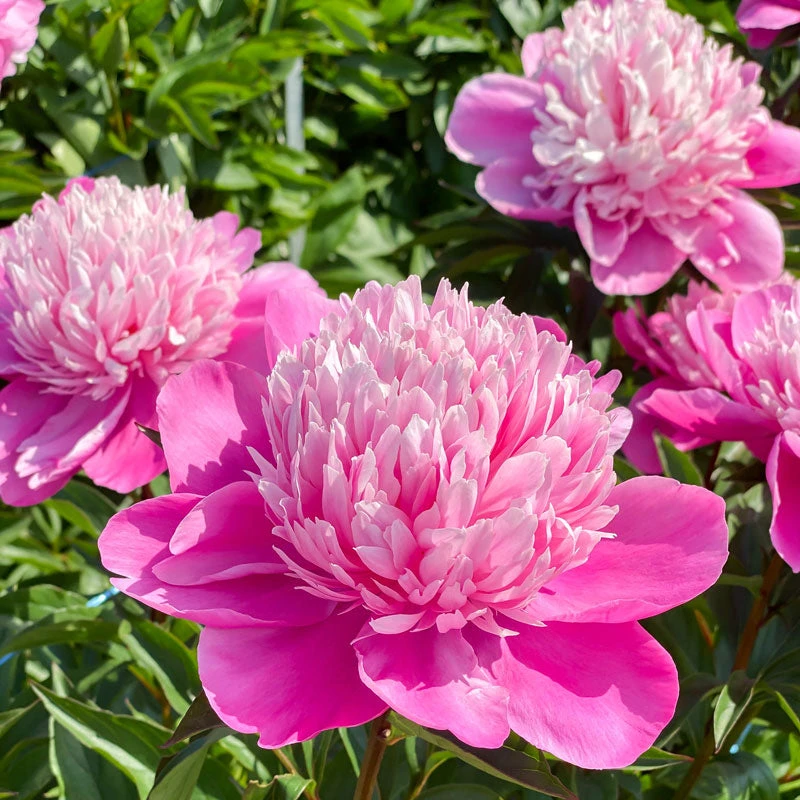 'Edulis Superba' Peony 3 'Edulis Superba' Peony