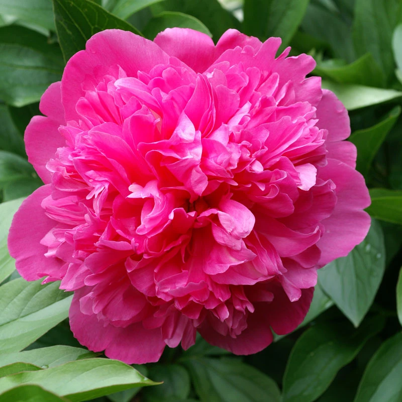 'Edulis Superba' Peony 4 'Edulis Superba' Peony - Image 2