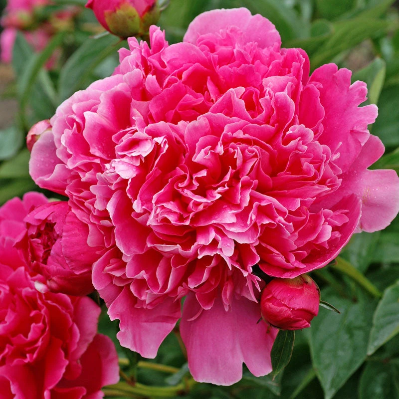 'Edulis Superba' Peony 5 'Edulis Superba' Peony - Image 3