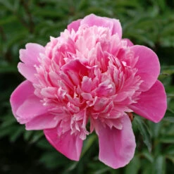 'Edulis Superba' Peony 12 'Edulis Superba' Peony -Great Garden Plants 579 Paeonia edulis superba 4