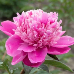'Edulis Superba' Peony 13 'Edulis Superba' Peony -Great Garden Plants 579 Paeonia edulis superba 5