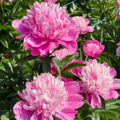 'Edulis Superba' Peony 15 'Edulis Superba' Peony -Great Garden Plants 579 Paeonia edulis superba 7