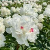 'Festiva Maxima' Peony -Great Garden Plants 580 Paeonia festiva maxima 1