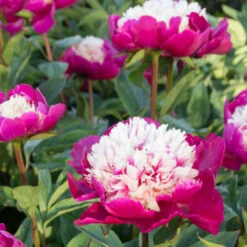 'White Cap' Peony -Great Garden Plants 582 Paeonia white cap 6