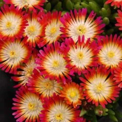 'Jewel Of Desert Ruby' Ice Plant -Great Garden Plants 582 2241 popup sw