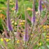 'Fascination' Culver's Root -Great Garden Plants 583 Veronicastrum fascination 1