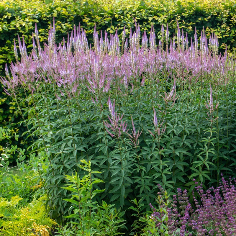 'Fascination' Culver's Root 4 'Fascination' Culver's Root - Image 2