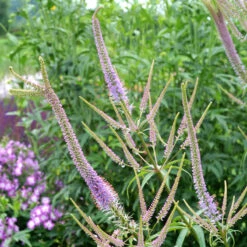'Fascination' Culver's Root 8 'Fascination' Culver's Root -Great Garden Plants 583 Veronicastrum fascination 3