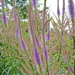 'Fascination' Culver's Root 9 'Fascination' Culver's Root -Great Garden Plants 583 Veronicastrum fascination 4