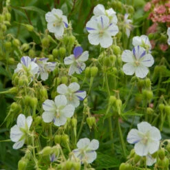'Delft Blue' Cranesbill -Great Garden Plants 585 Geranium Delft blue 3