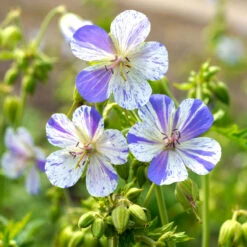 'Delft Blue' Cranesbill -Great Garden Plants 585 Geranium Delft blue 4