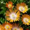 'Jewel Of Desert Topaz' Ice Plant -Great Garden Plants 585 2253 popup sw