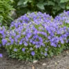 Mini Marvels™ Midnight Bellflower -Great Garden Plants 585ca1d15cfa5bee5adc6f912293d2a6