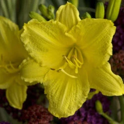 'Happy Returns' Daylily 8 'Happy Returns' Daylily -Great Garden Plants 58e35d4820c06e74616336394aec8c26