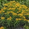 'Hello Yellow' Milkweed 1 'Hello Yellow' Milkweed -Great Garden Plants 58f0e0acaa4e217597a9c56d8c0934f5