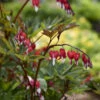 Valentine® Bleeding Heart -Great Garden Plants 594DicentraspectabilisVALENTINE 4