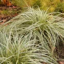 'Feather Falls' Sedge