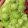 'Allionii' Hens & Chicks -Great Garden Plants 596 2353 popup 22fbe393 c0f3 4c7c 8afa 688bb6edb19f sw