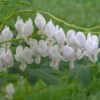 White Bleeding Heart -Great Garden Plants 597Dicentraspectabilis Alba 1