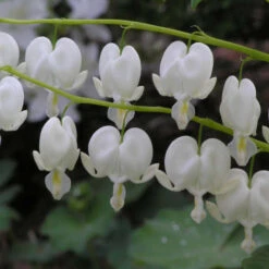 White Bleeding Heart -Great Garden Plants 597Dicentraspectabilis Alba 4
