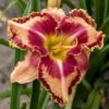Rainbow Rhythm® 'Lake Of Fire' Daylily 2 Rainbow Rhythm® 'Lake Of Fire' Daylily -Great Garden Plants 5c28f919c16092e28cb6666fdbdf3a24