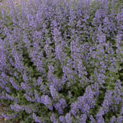 Walker's Low Catmint -Great Garden Plants 5cdb9a9f455b5c4b370094af297a9747