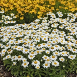 'Snowcap' Shasta Daisy -Great Garden Plants 5d07eed00a4d7384dafc77bde2737f15