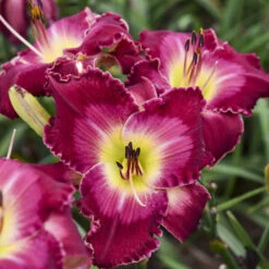 Rainbow Rhythm® 'Blood Sweat And Tears' Daylily 6 Rainbow Rhythm® 'Blood Sweat And Tears' Daylily -Great Garden Plants 5fbc836f0133e9c8e58b548c1a3dd5e1