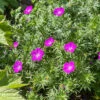 'Max Frei' Bloody Cranesbill -Great Garden Plants 604 Geranium max frei 1