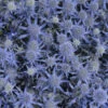 'Blue Glitter' Sea Holly -Great Garden Plants 606Eryngiumplanum BlueGlitter 1