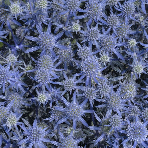 'Blue Glitter' Sea Holly 3 'Blue Glitter' Sea Holly