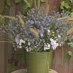 'Blue Glitter' Sea Holly 8 'Blue Glitter' Sea Holly -Great Garden Plants 606Eryngiumplanum BlueGlitter 3