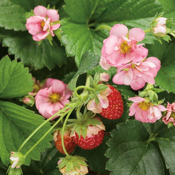 Berried Treasure® Pink Everbearing Strawberry 3 Berried Treasure® Pink Everbearing Strawberry