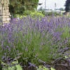 Phenomenal® Lavender -Great Garden Plants 60dc7bc97d050f75eb374f7b7ee5fd10