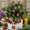 'Gasana' Everbearing Strawberry -Great Garden Plants 610 fragaria gasana 1