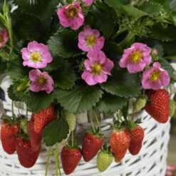 'Gasana' Everbearing Strawberry -Great Garden Plants 610 fragaria gasana 2