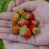 'Tristan' Everbearing Strawberry 2 'Tristan' Everbearing Strawberry -Great Garden Plants 611Fragariaananassa Tristan 1