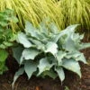 'Dancing With Dragons' Hosta -Great Garden Plants 618Hosta DancingwithDragons 2